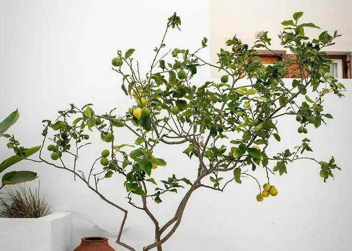 Short Lemon Tree דירה *